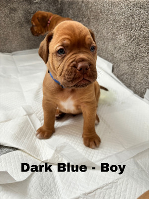 Dogue De Bordeauxs For Sale