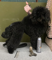 KC Registered Crufts qualifier Toy Poodle