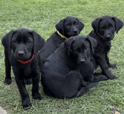 Labrador Retriever For Sale in Lodon