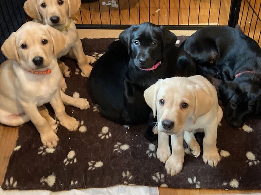 Labrador Retrievers For Sale