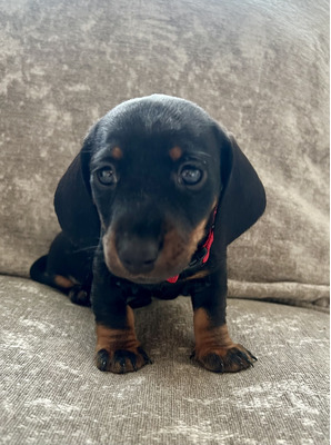 Miniature Dachshunds