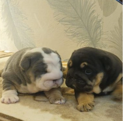 English Bulldog Online Listings