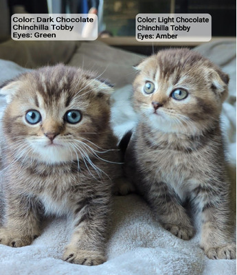 Cute Scottish Fold For Sale