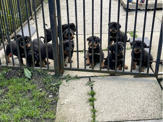 Available Rottweilers