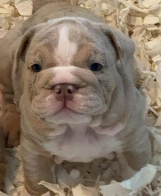 Bulldog For Sale in Lodon