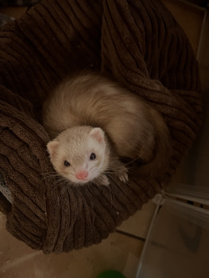 Ferret Rodents Breed
