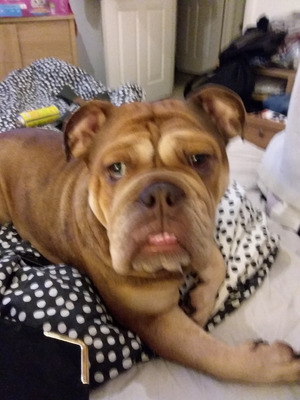 English Bulldog for Rehoming