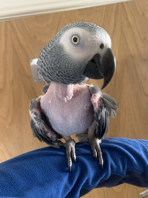 African Grey for Rehoming