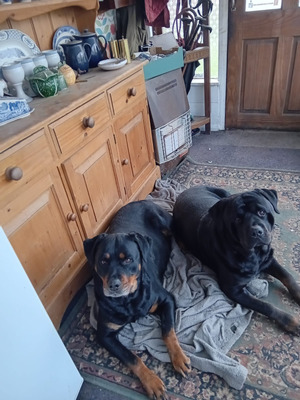 Rottweiler For Sale in Great Britain