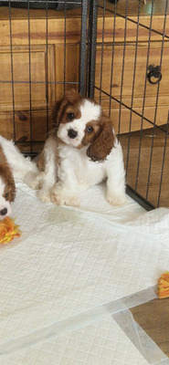 Cavalier King Charles Spaniel Online Ad