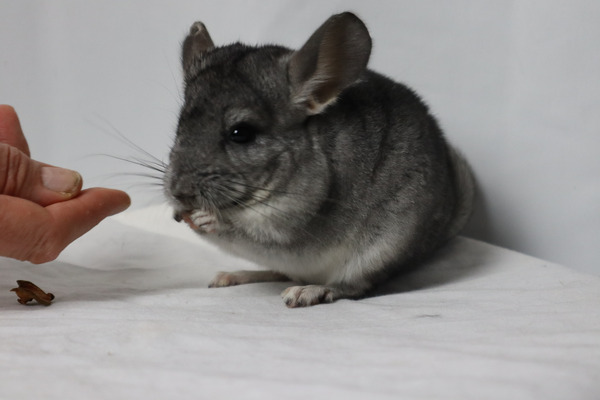 Chinchilla