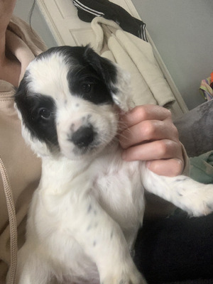 Cocker Spaniel For Sale in Lodon