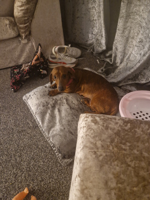 Dachshund For Sale in Lodon