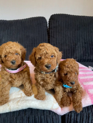 Miniature Poodles for Rehoming