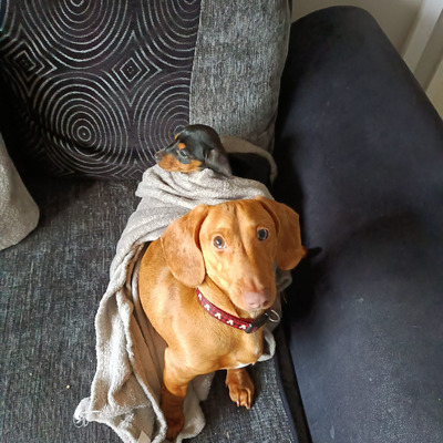 Miniature Dachshund For Sale in Lodon