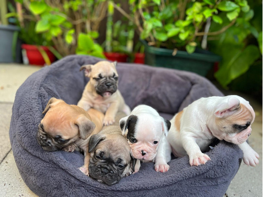 French Bulldog For Sale in the UK