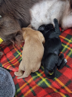 Cocker Spaniel