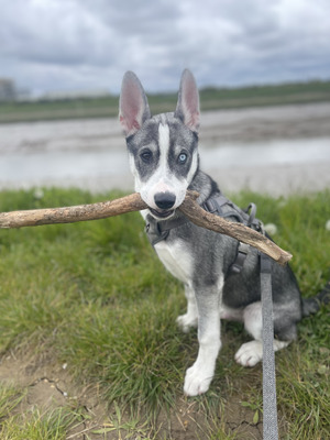 Siberian Husky For Sale in Lodon