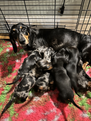 Miniature Dachshund Dogs Breed
