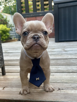 Cute French Bulldog For Sale