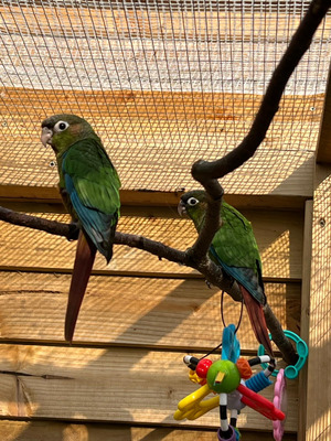 Conure For Sale in Great Britain