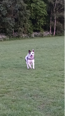 Staffordshire Bull Terriers For Sale