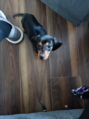 Cute Miniature Dachshund For Sale