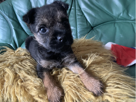 Border Terrier Dogs and Puppies For Sale in the UK