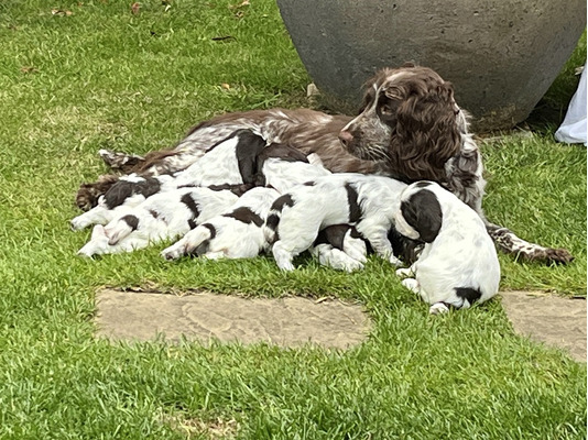 English Springer Spaniel Dog Breed | UKPets