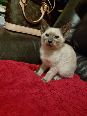 Siamese Kittens For Sale 