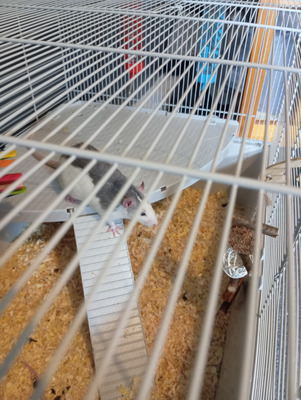 Adorable rats for sale | UKPets