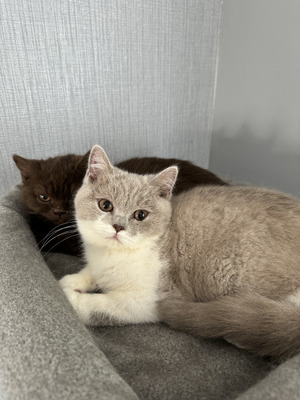 Beautiful British Shorthaired Kittens- both Girls | UKPets