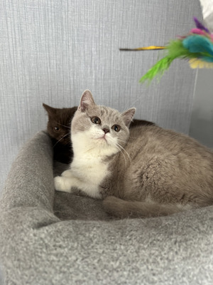 Beautiful British Shorthaired Kittens- both Girls | UKPets