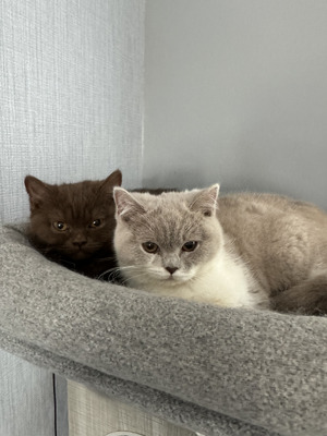 Beautiful British Shorthaired Kittens- both Girls | UKPets