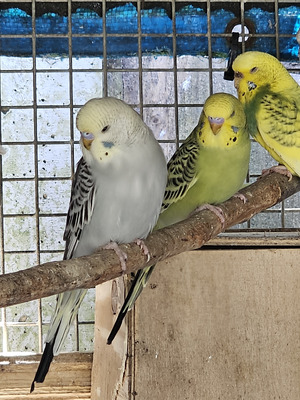 Young budgies | UKPets