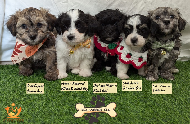 Black shops havanese puppies for