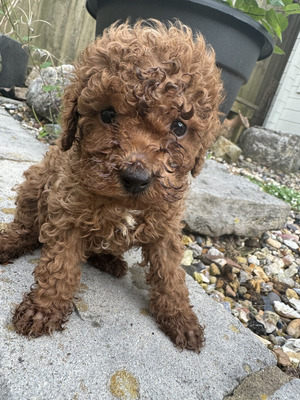 Poodle puppies for sale near me best sale