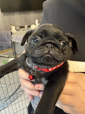 Pug shops puppies available