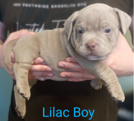 Micro bully for sale best sale