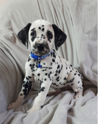 Kc registered dalmatian puppies for sale hotsell