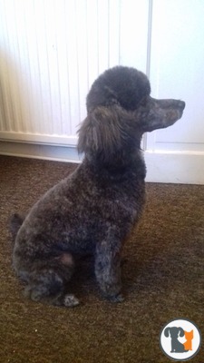 Brindle toy outlet poodle